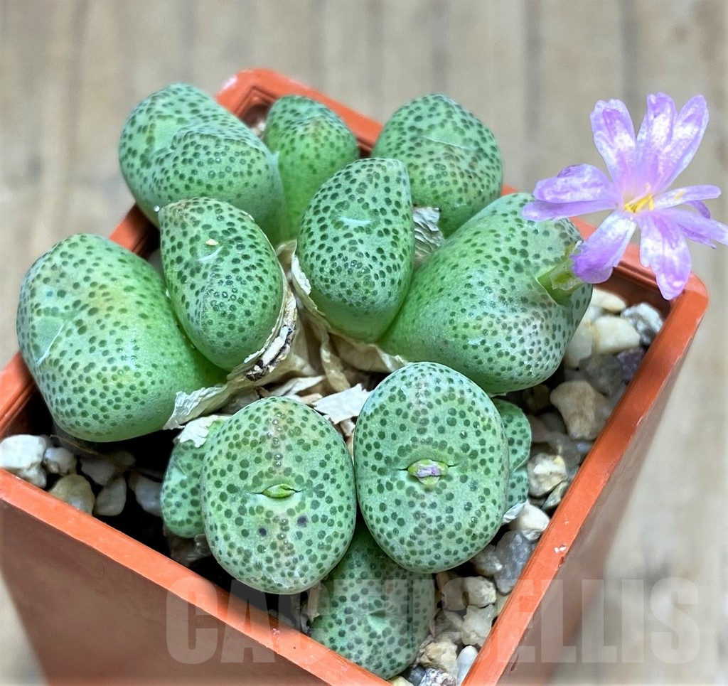 SHPR31151 Conophytum marginatum SB632