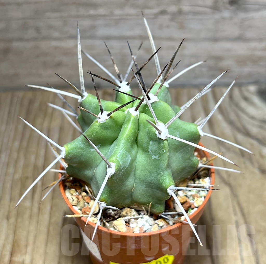 SHPR30545 Echinocereus triglochidiatus