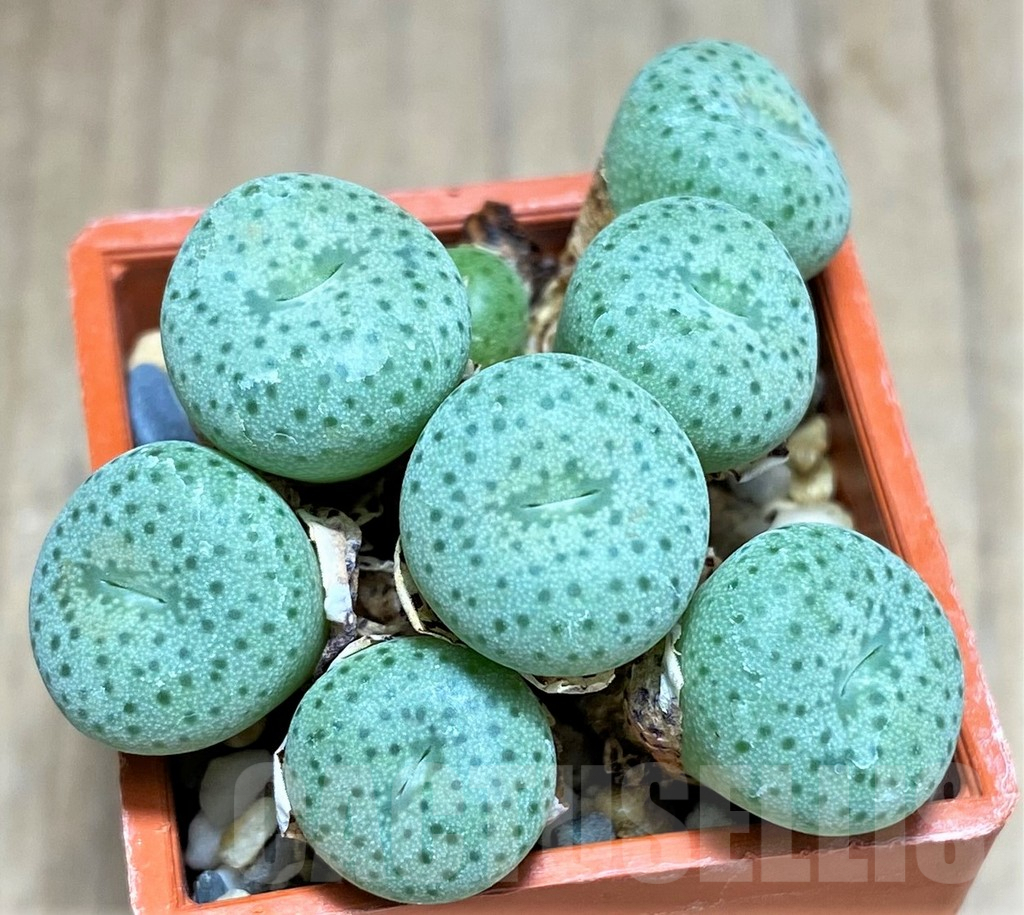 SHPR31152 Conophytum jucundum LAV27888A