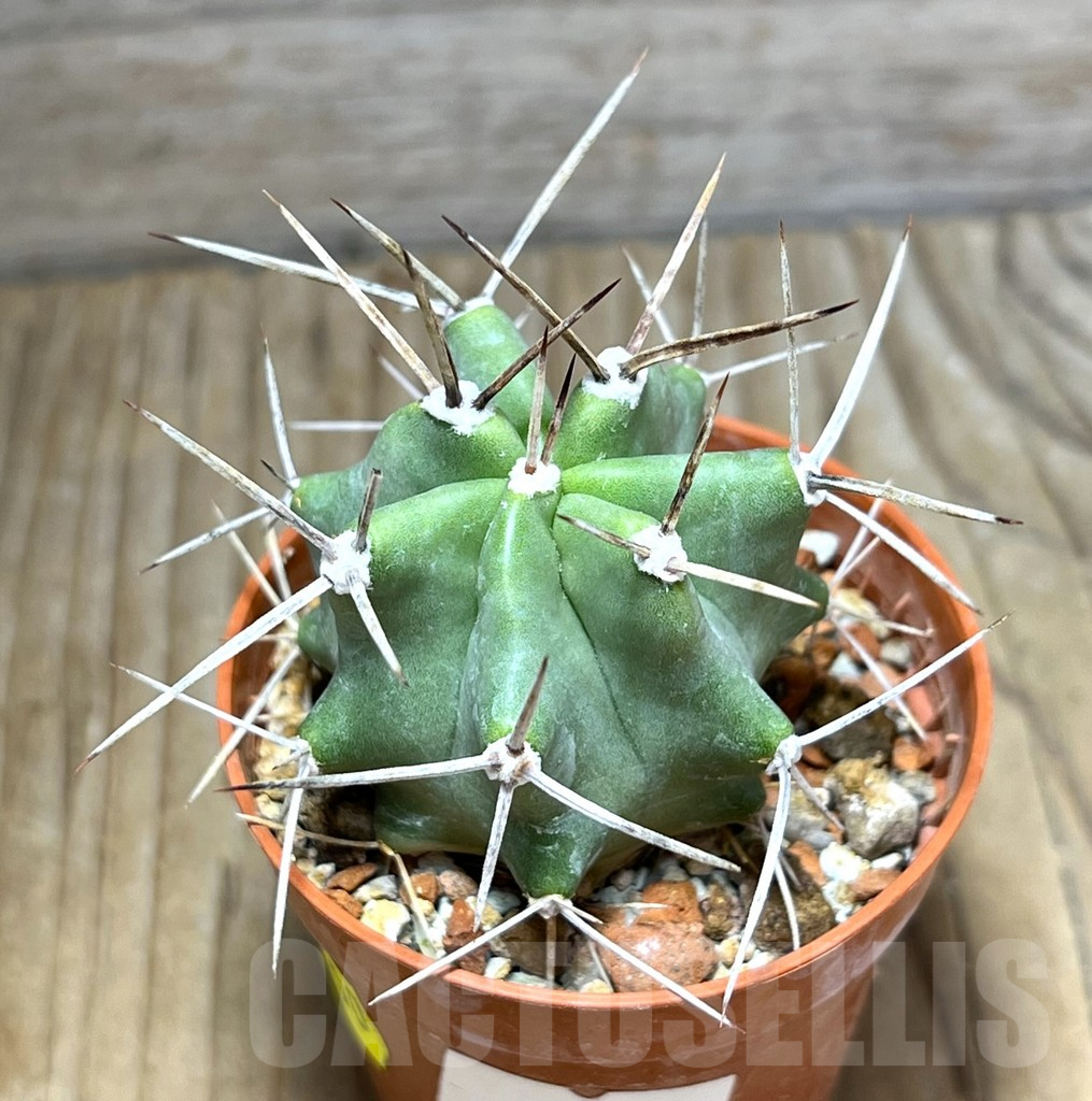 SHPR30546 Echinocereus triglochidiatus