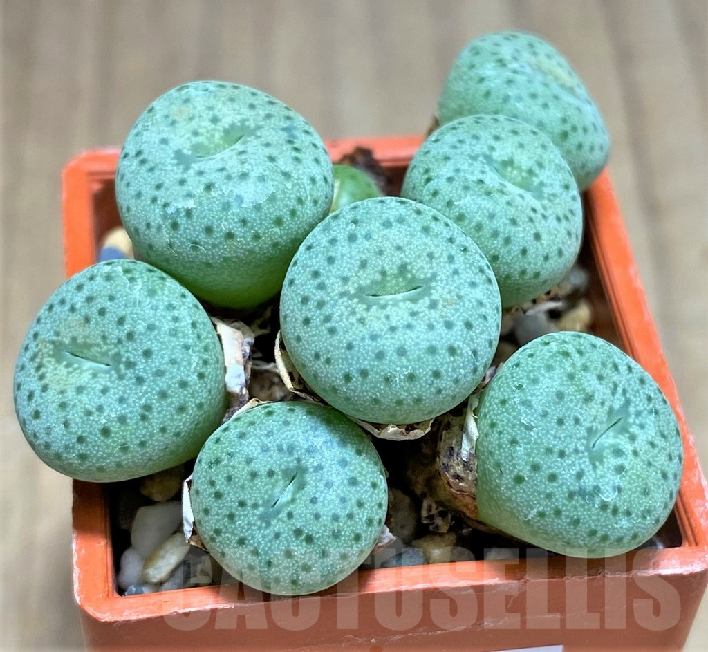 SHPR31152 Conophytum jucundum LAV27888A - Image 2