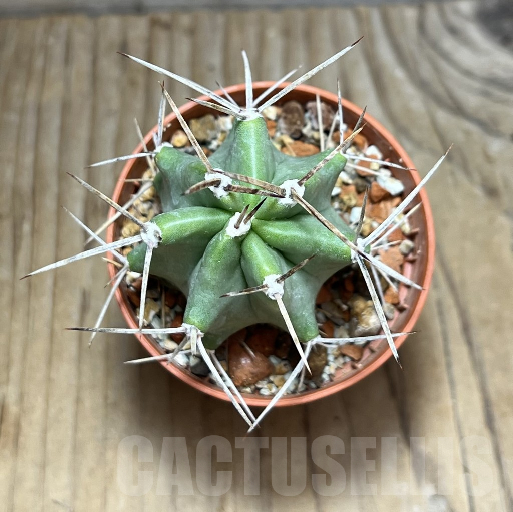 SHPR30546 Echinocereus triglochidiatus - immagine 2