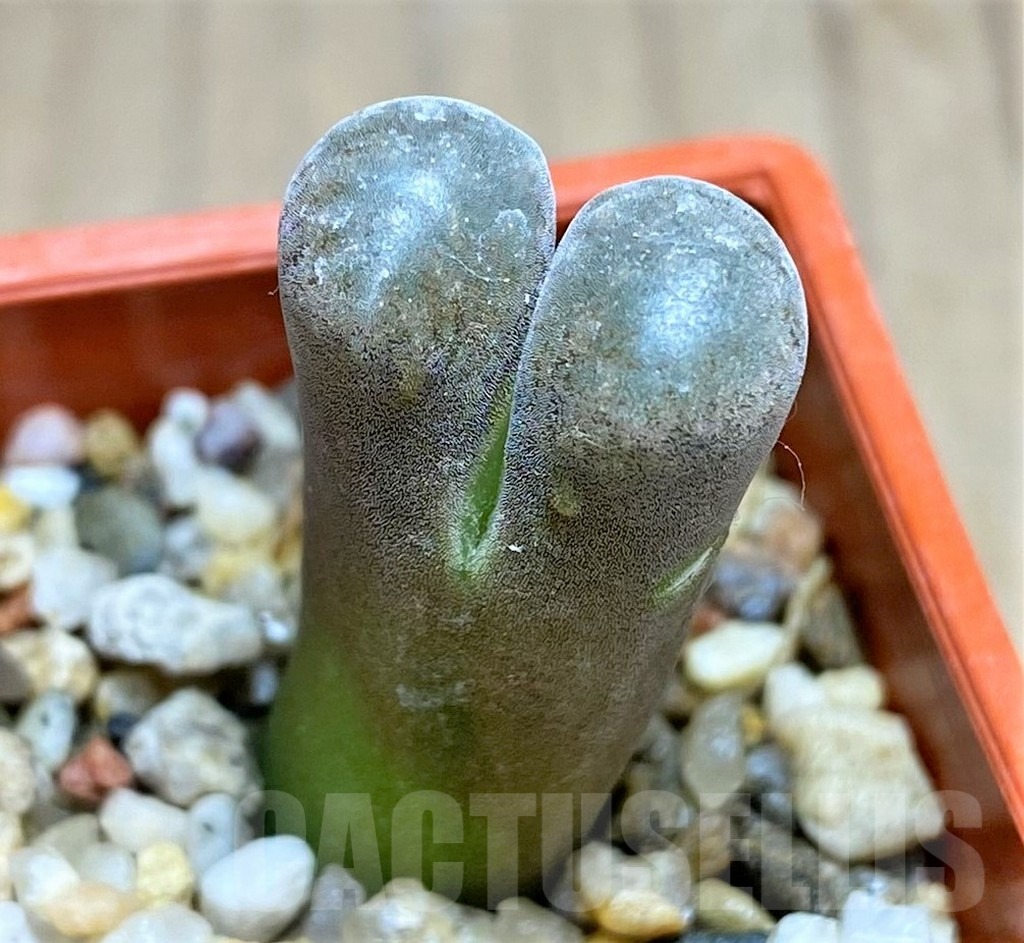 SHPR31153 Conophytum aff. verrucosum - immagine 2