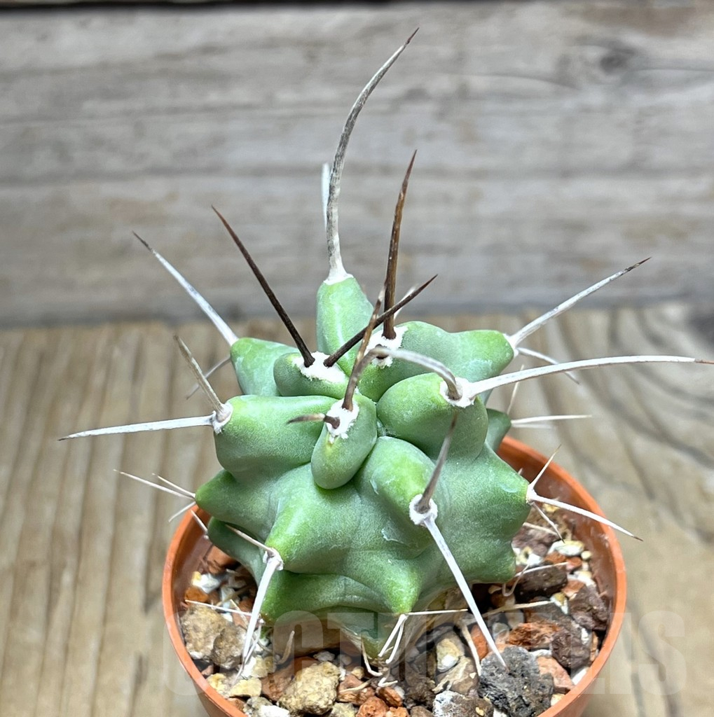 SHPR30547 Echinocereus triglochidiatus