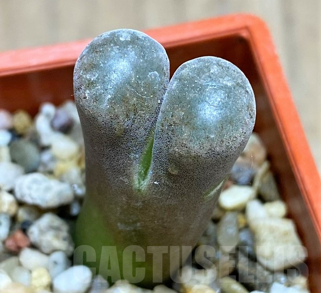 SHPR31153 Conophytum aff. verrucosum