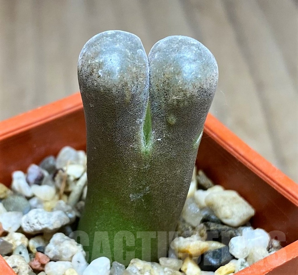 SHPR31153 Conophytum aff. verrucosum - immagine 3