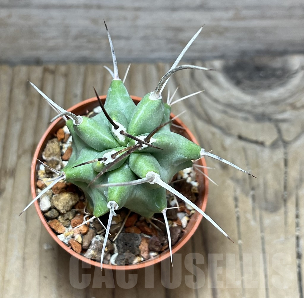 SHPR30547 Echinocereus triglochidiatus - immagine 2