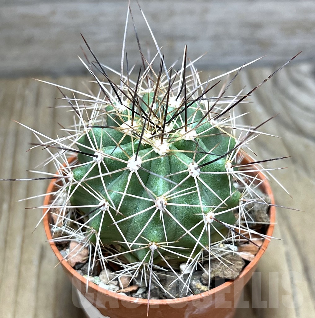 SHPR30548 Echinocereus triglochidiatus HK 374