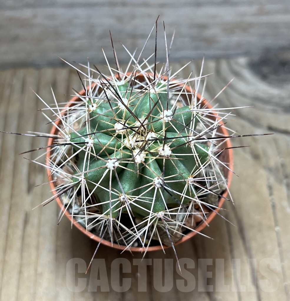 SHPR30548 Echinocereus triglochidiatus HK 374 - Image 2