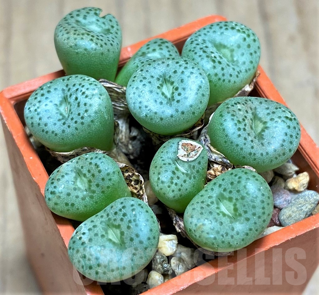 SHPR31155 Conophytum jucundum - Obrázek 2