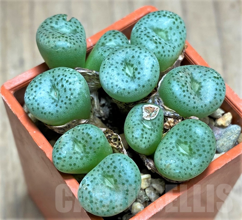 SHPR31155 Conophytum jucundum