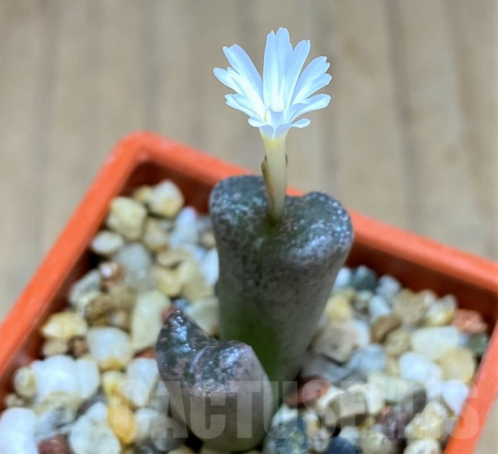 SHPR31156 Conophytum pellucidum