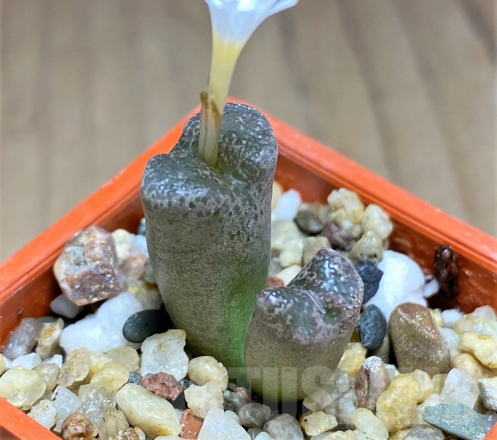 SHPR31156 Conophytum pellucidum - Image 2