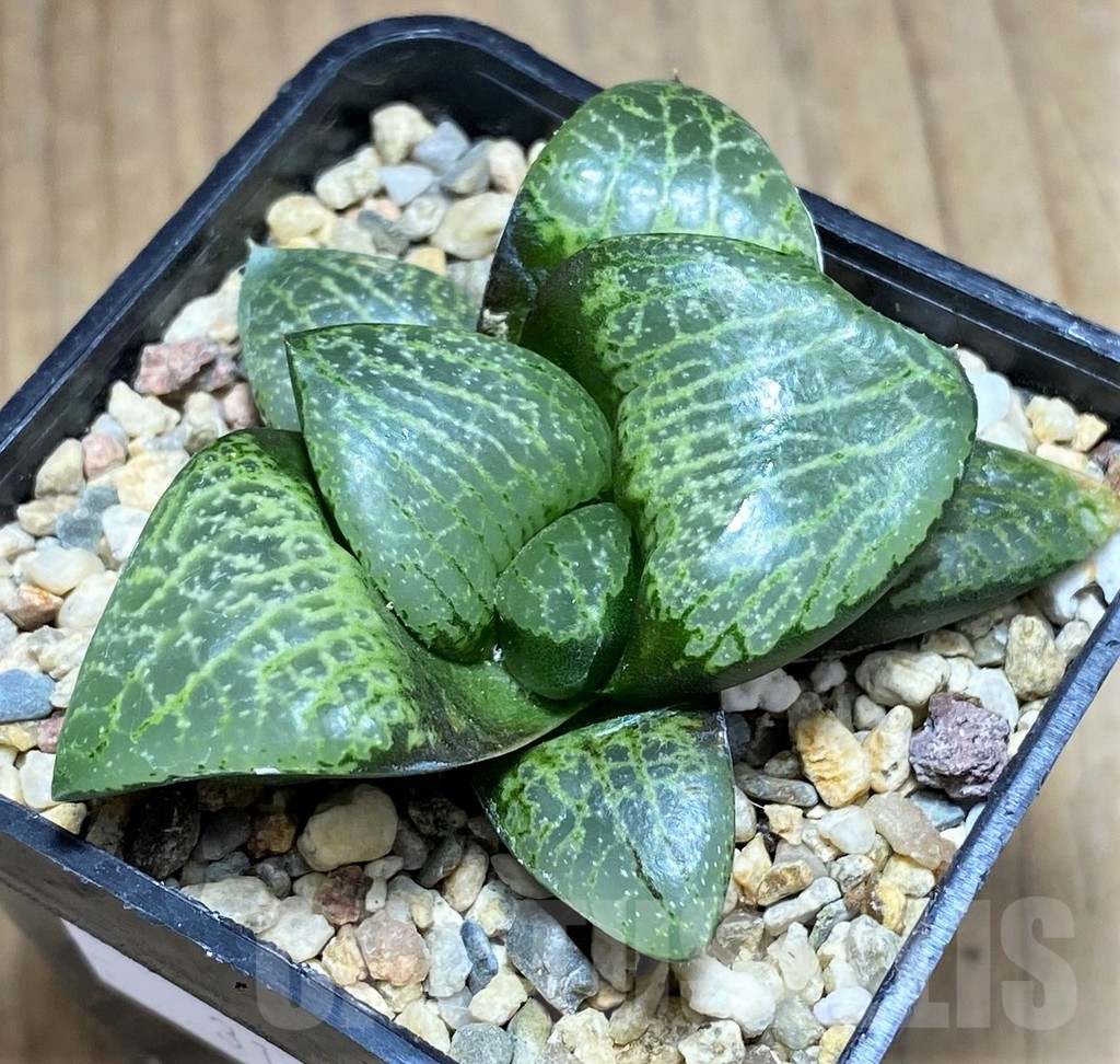 SHPR31158 Haworthia comptoniana -select form- - Image 2