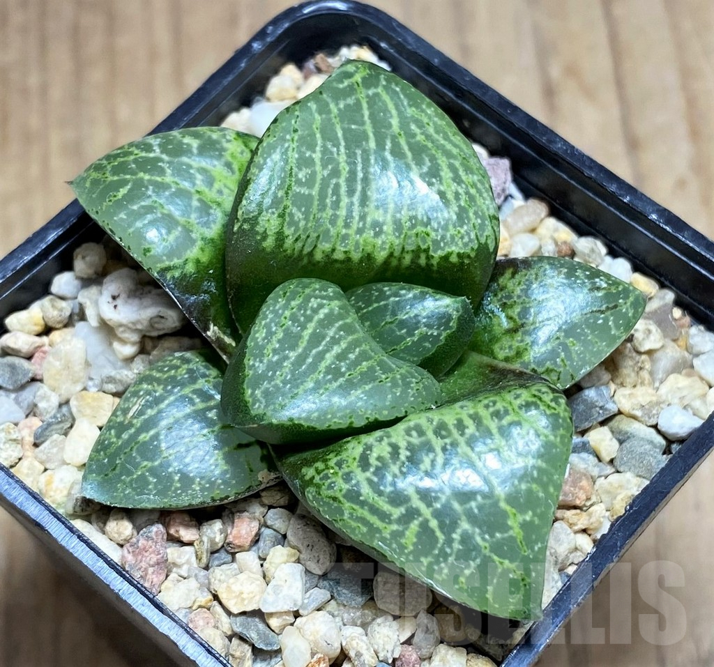 SHPR31158 Haworthia comptoniana -select form-