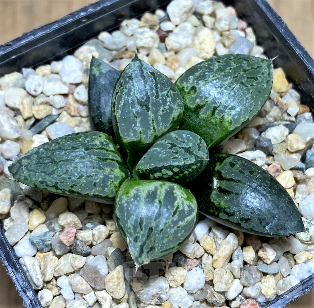 SHPR31160 Haworthia emelyae x comptoniana