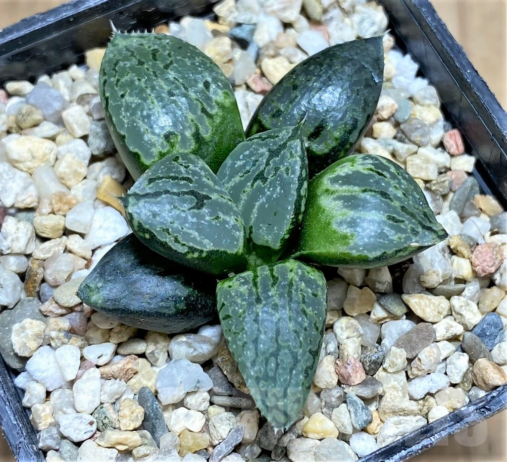 SHPR31160 Haworthia emelyae x comptoniana – Bild 2