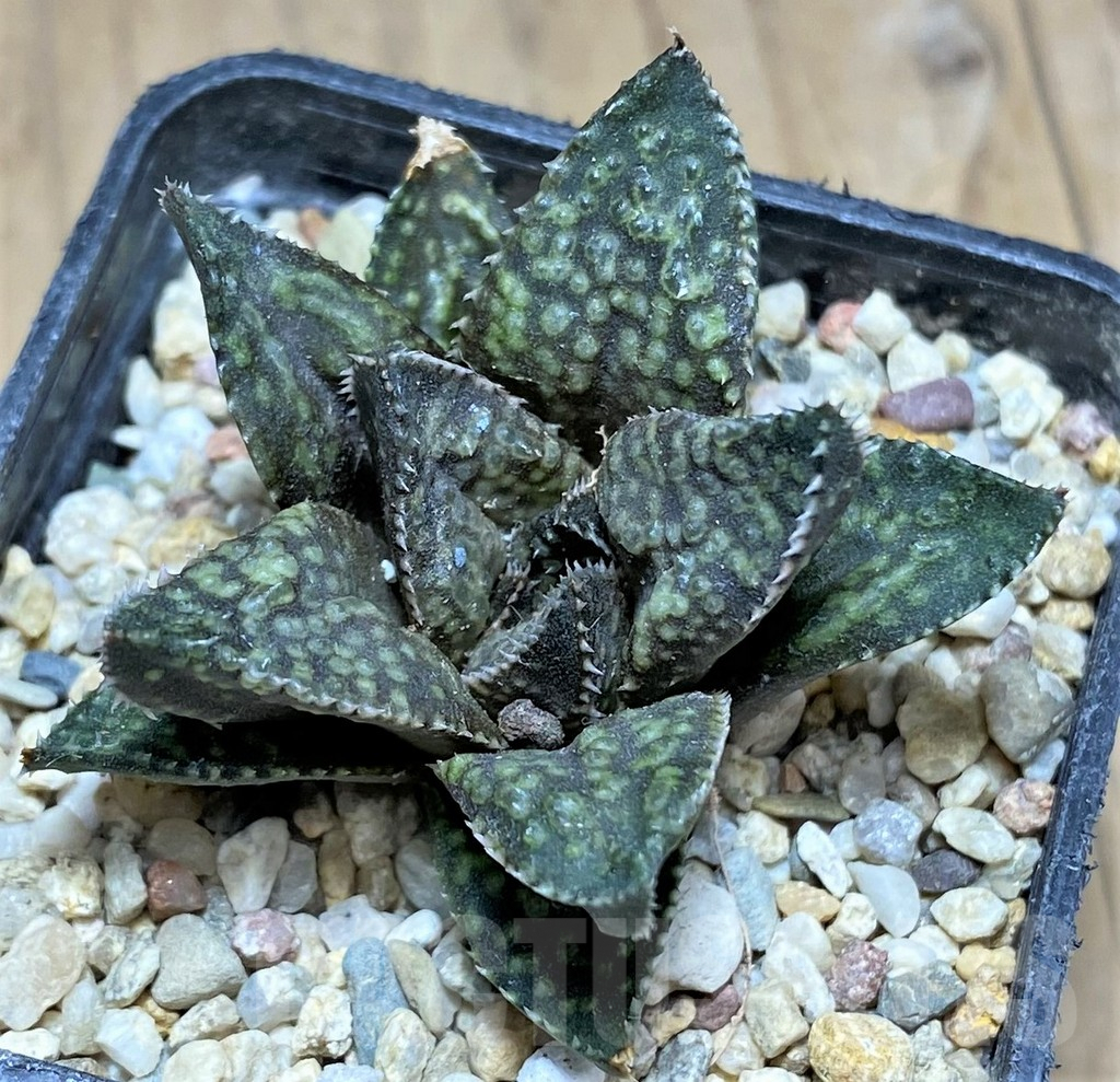SHPR31161 Haworthia reticulata x splendens – Bild 2