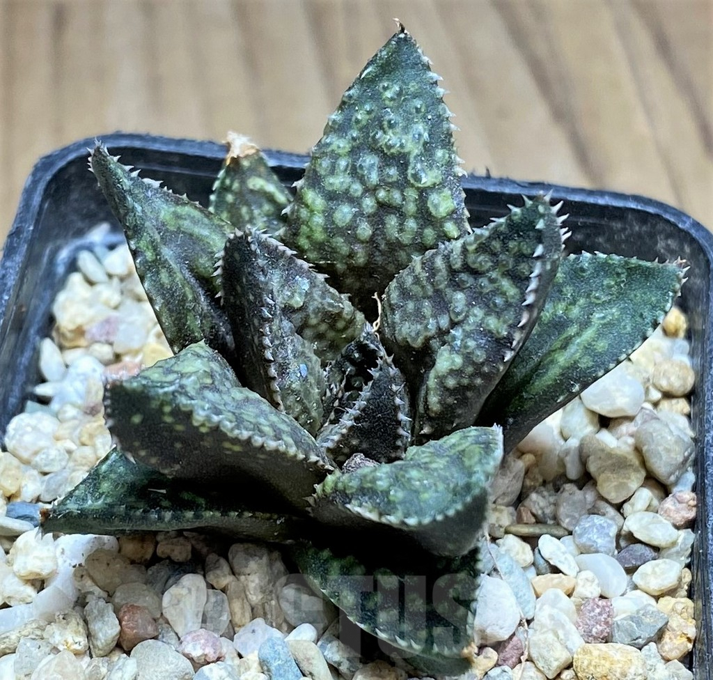 SHPR31161 Haworthia reticulata x splendens