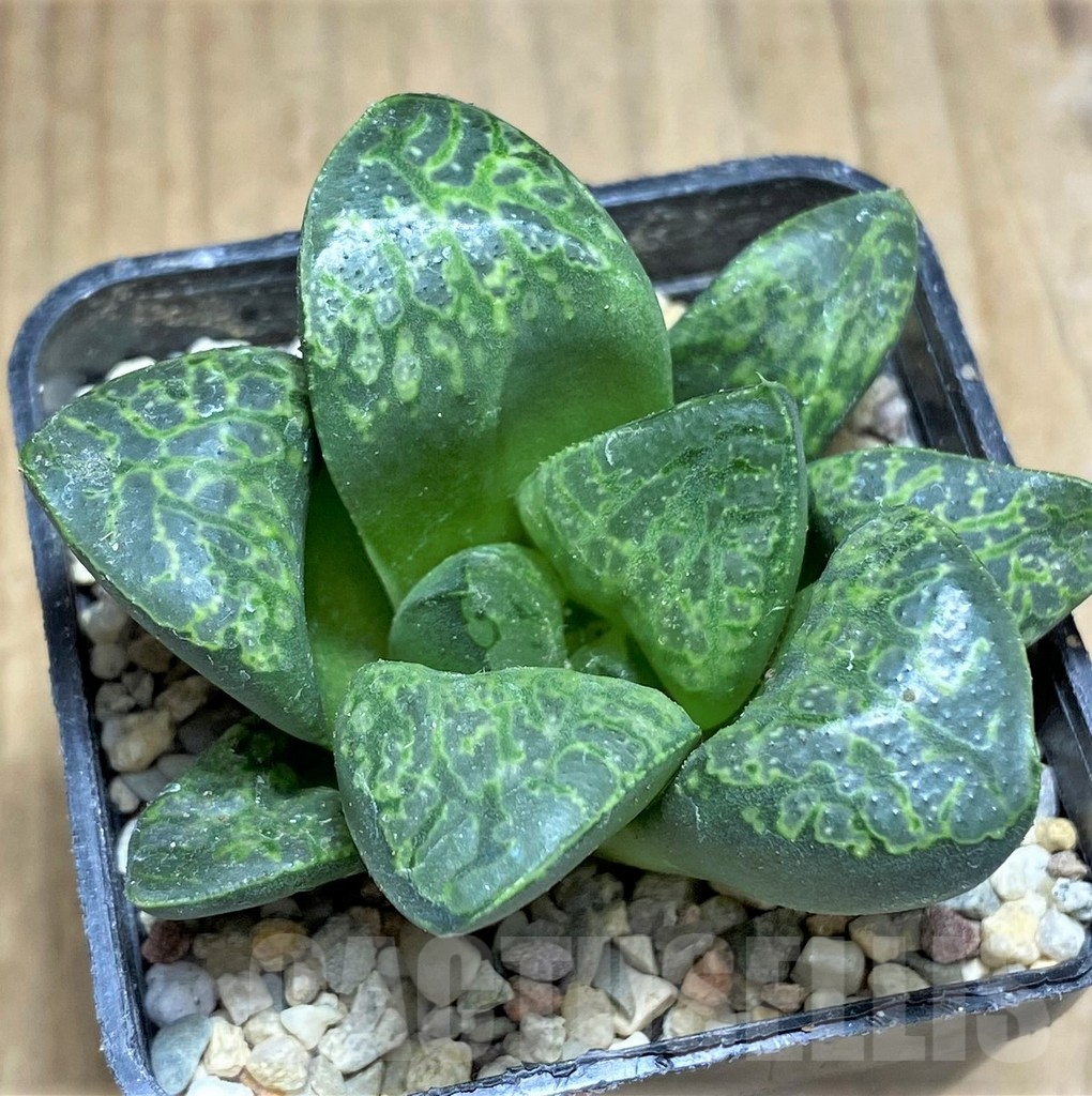 SHPR31162 Haworthia 'Kamen Butokai' – Bild 2