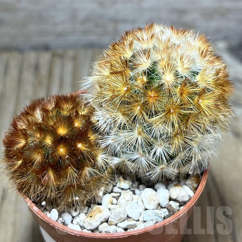 SHPR30556 Mammillaria carmenae f. rubrispina