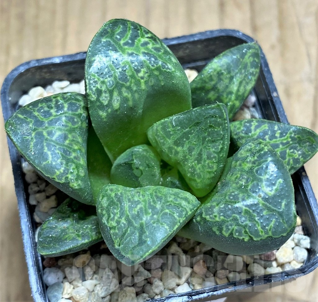 SHPR31162 Haworthia 'Kamen Butokai'