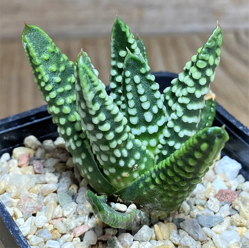 SHPR31163 Haworthia pumila 'Donut'