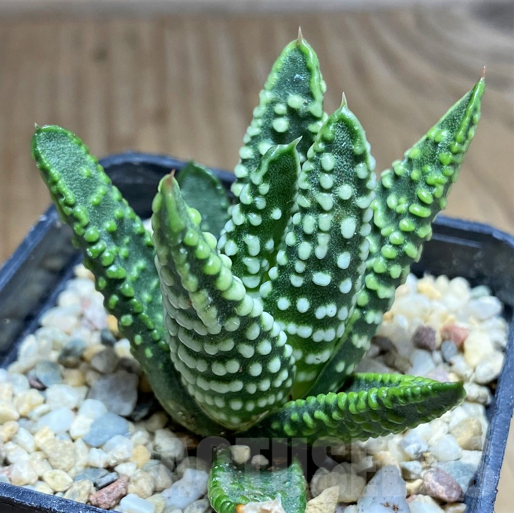 SHPR31163 Haworthia pumila 'Donut' – Bild 2