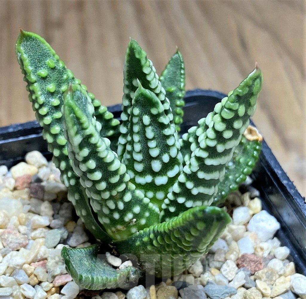 SHPR31163 Haworthia pumila 'Donut' – Bild 3