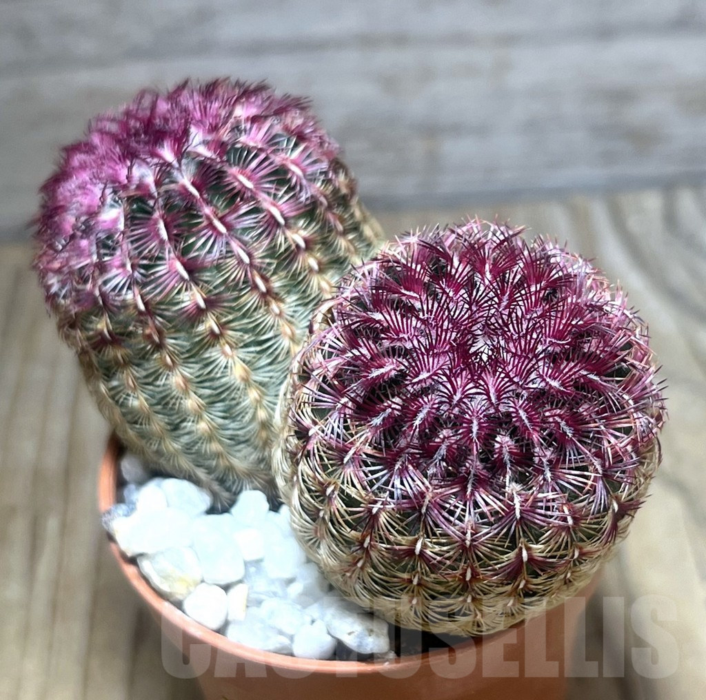 SHPR30557 Echinocereus rigidissimus