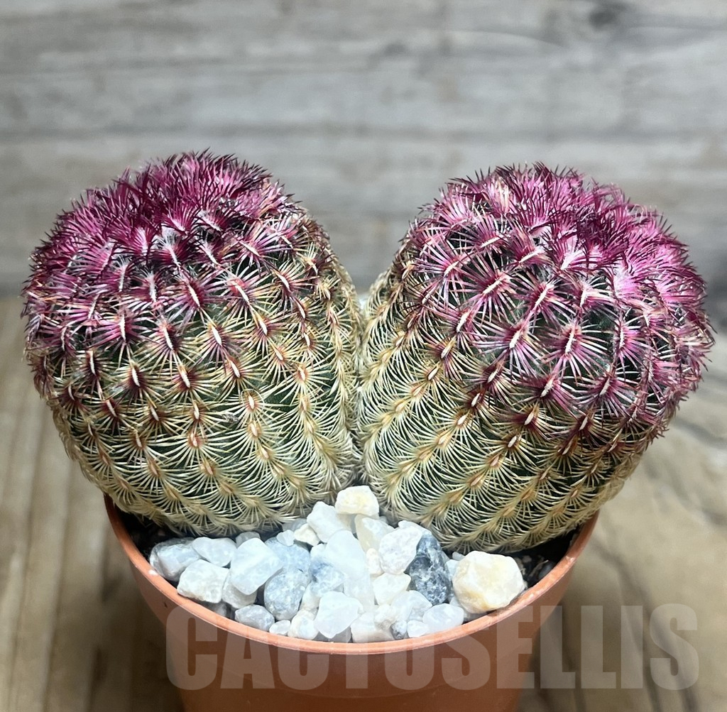 SHPR30557 Echinocereus rigidissimus - Image 2