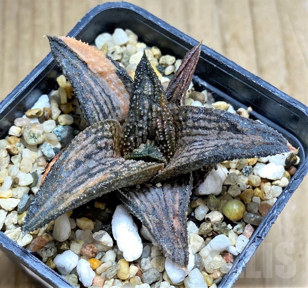SHPR31164 Haworthia 'Kintaikyo' f. variegata-? – Bild 3