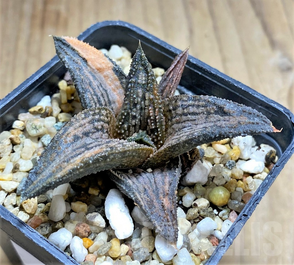 SHPR31164 Haworthia 'Kintaikyo' f. variegata-?