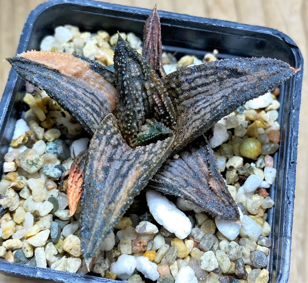 SHPR31164 Haworthia 'Kintaikyo' f. variegata-? – Bild 2