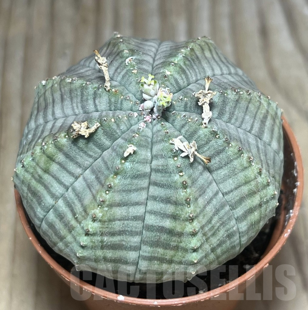 SET119 Euphorbia obesa ♀ ♂, 2 plants - Image 2