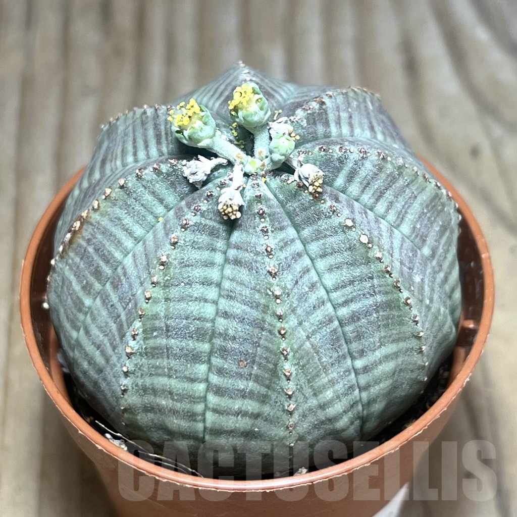 SET119 Euphorbia obesa ♀ ♂, 2 plants