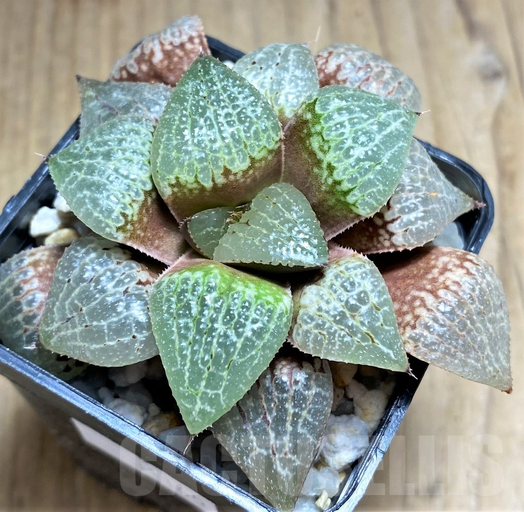 SHPR31165 Haworthia comptoniana x emelyae – Bild 2