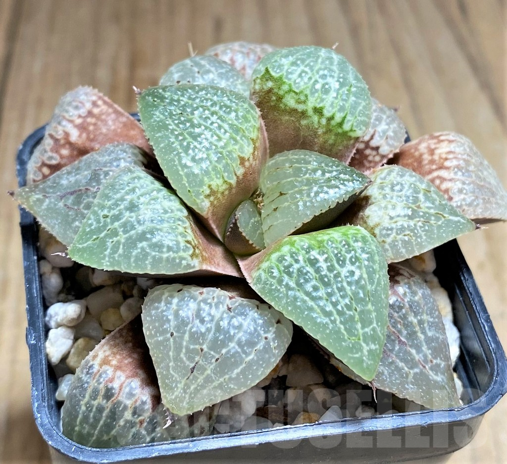 SHPR31165 Haworthia comptoniana x emelyae