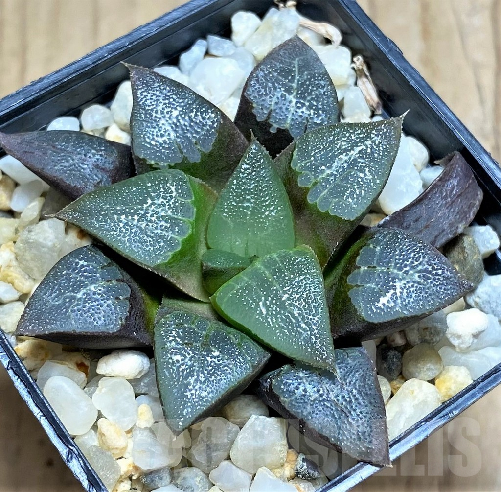 SHPR31166 Haworthia bayeri – Bild 2