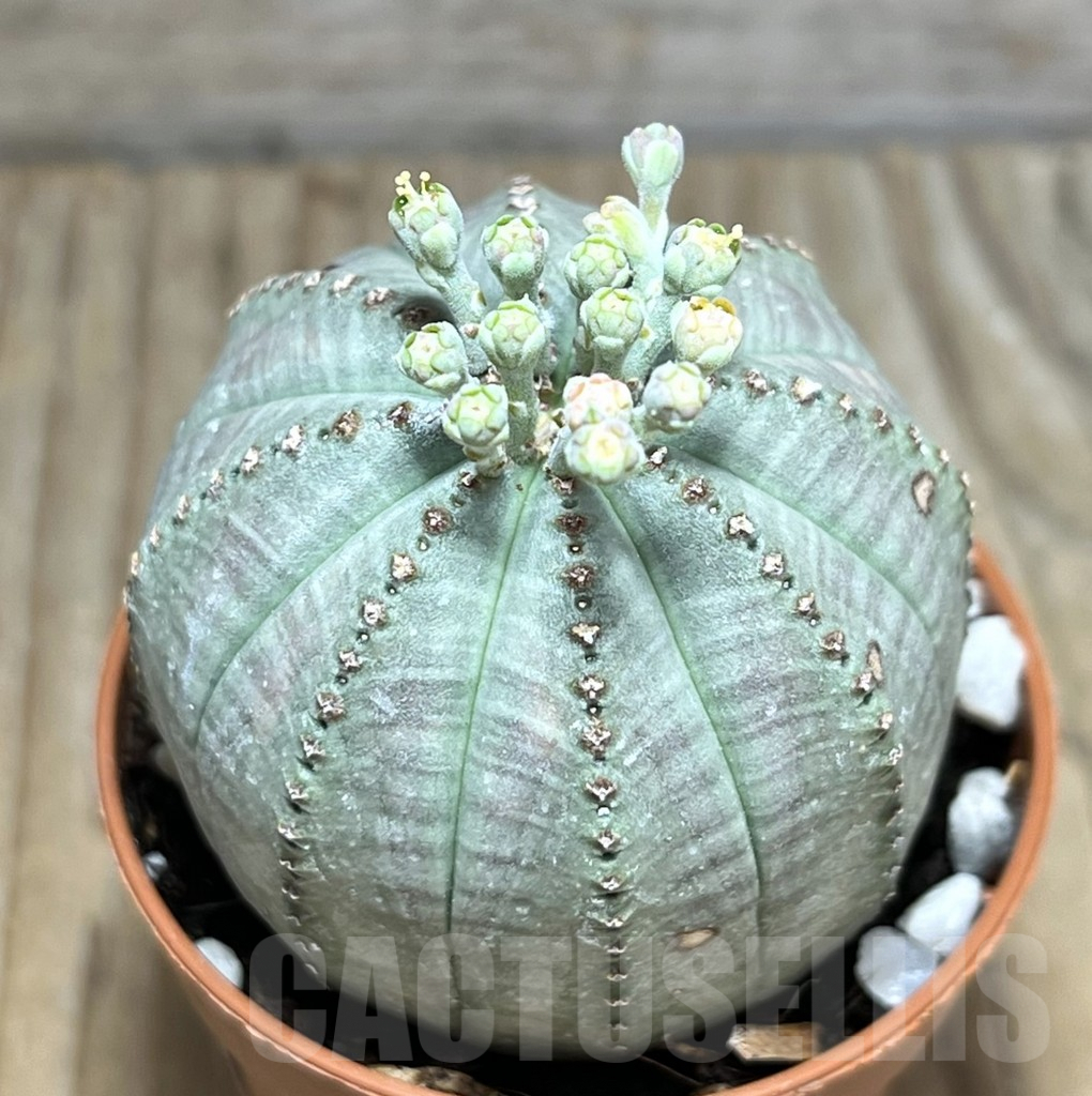 SET120 Euphorbia obesa ♀ ♂, 2 plants