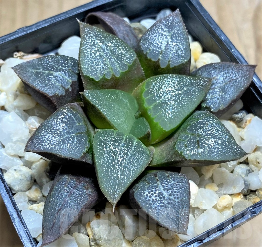 SHPR31166 Haworthia bayeri