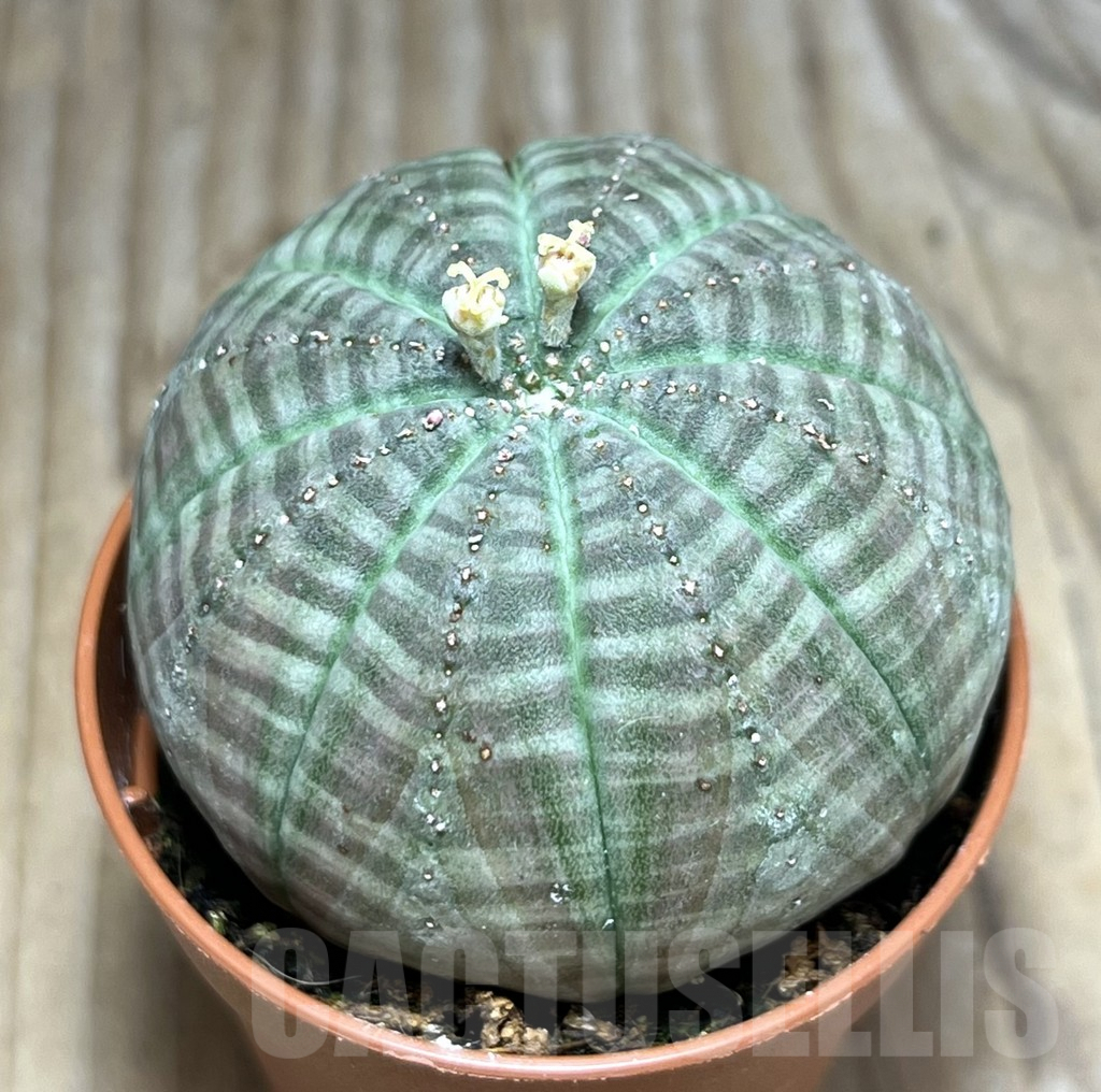 SET120 Euphorbia obesa ♀ ♂, 2 plants - Image 2