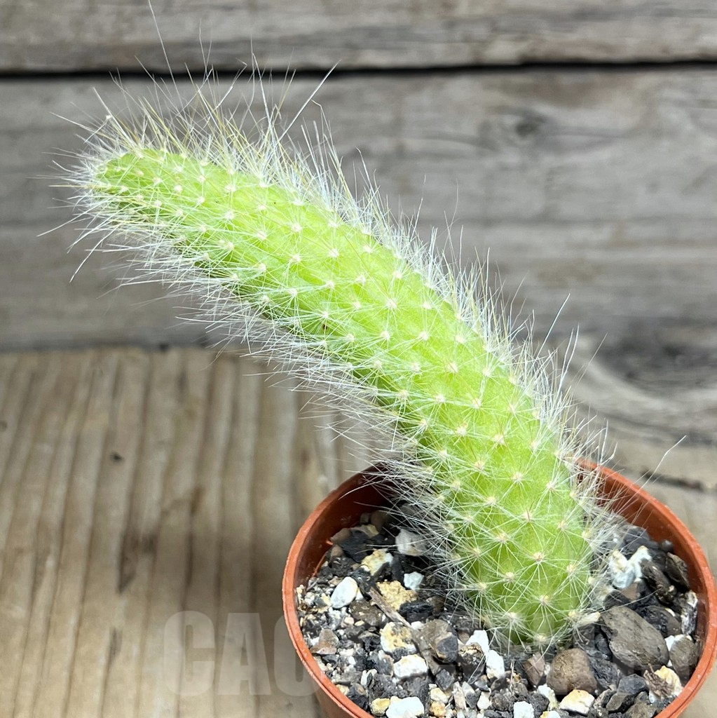 SHPR30562 Winterocereus colademononis