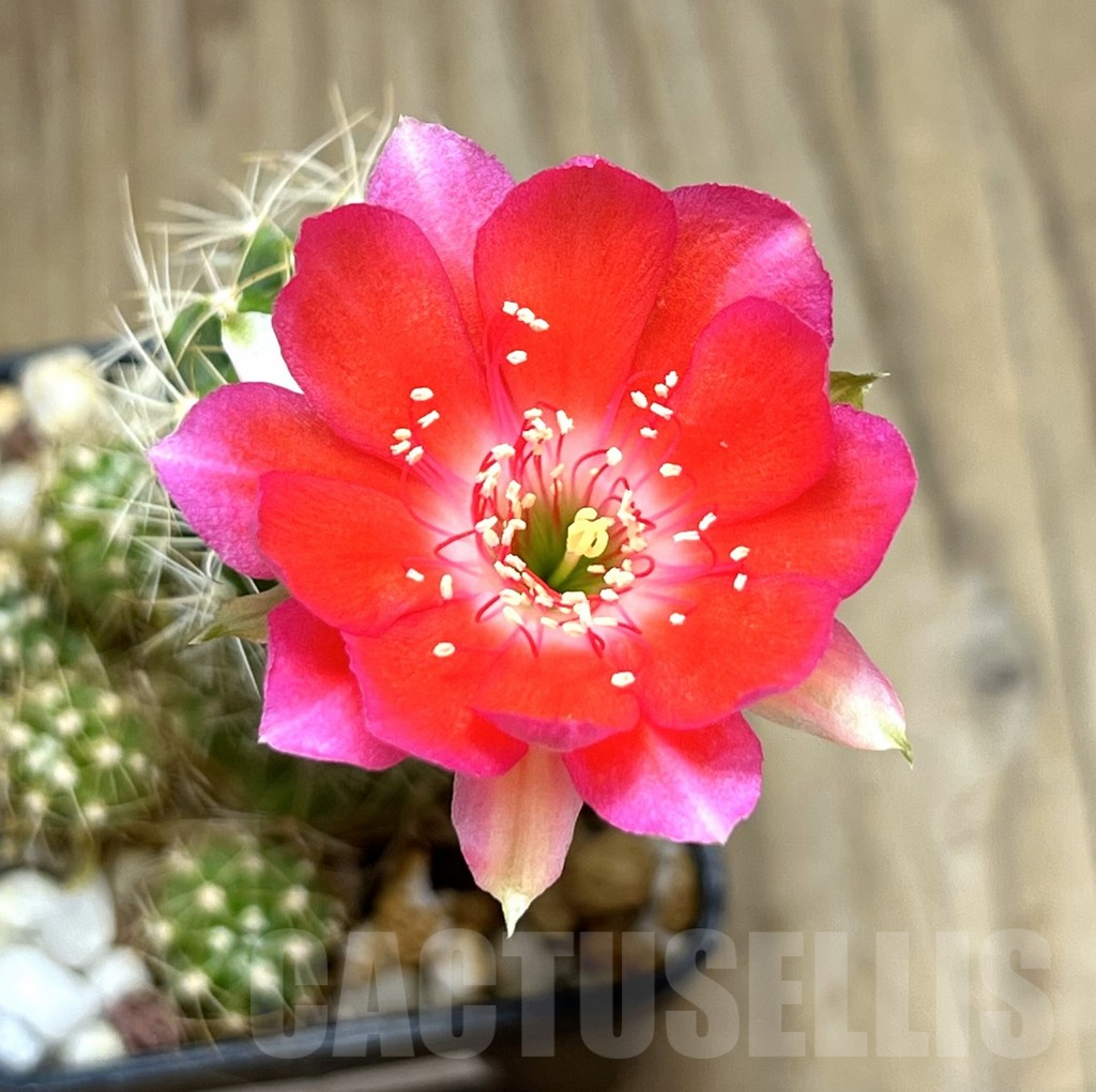 SHPR30566 Lobivia aff. hertrichiana