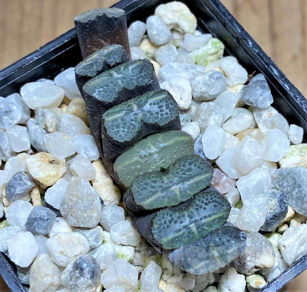 SHPR31172 Haworthia truncata -Japan- - immagine 2