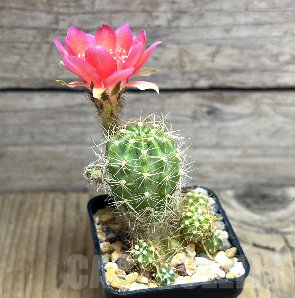 SHPR30566 Lobivia aff. hertrichiana - Image 2