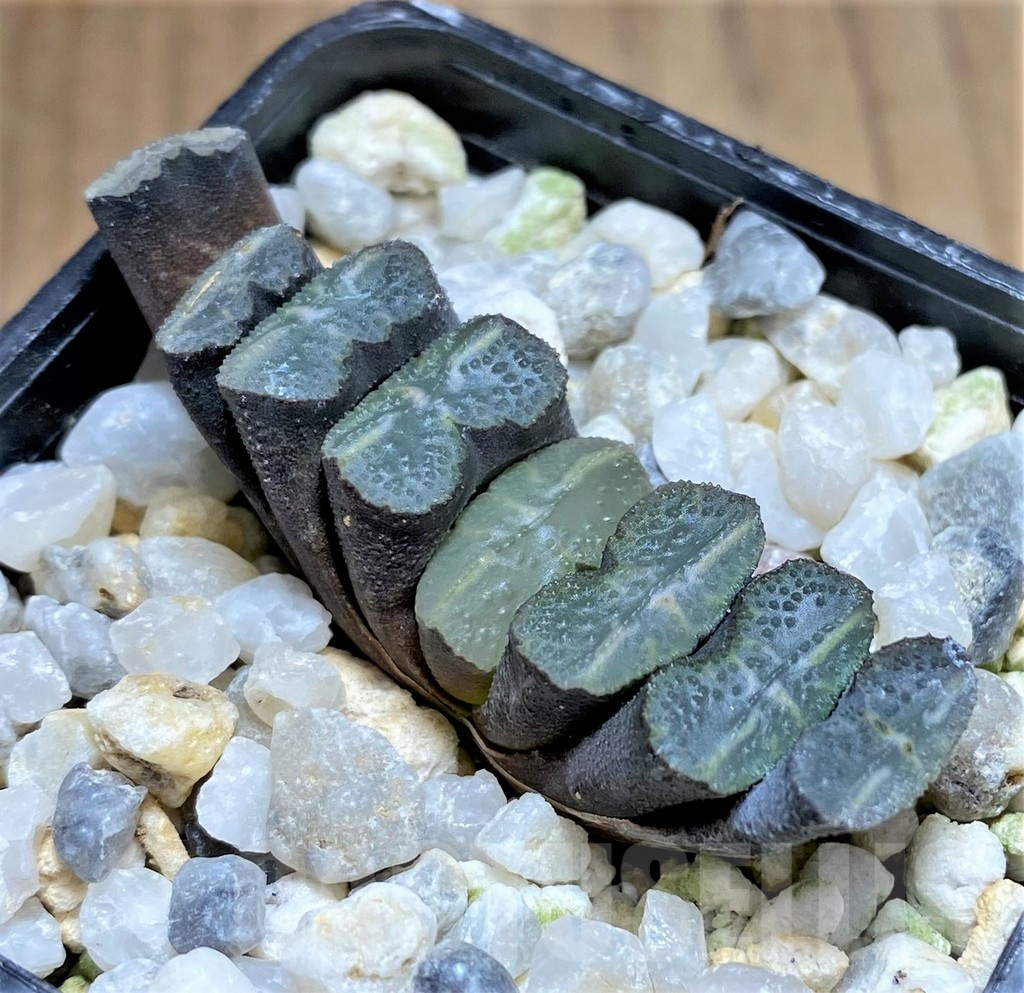 SHPR31172 Haworthia truncata -Japan-