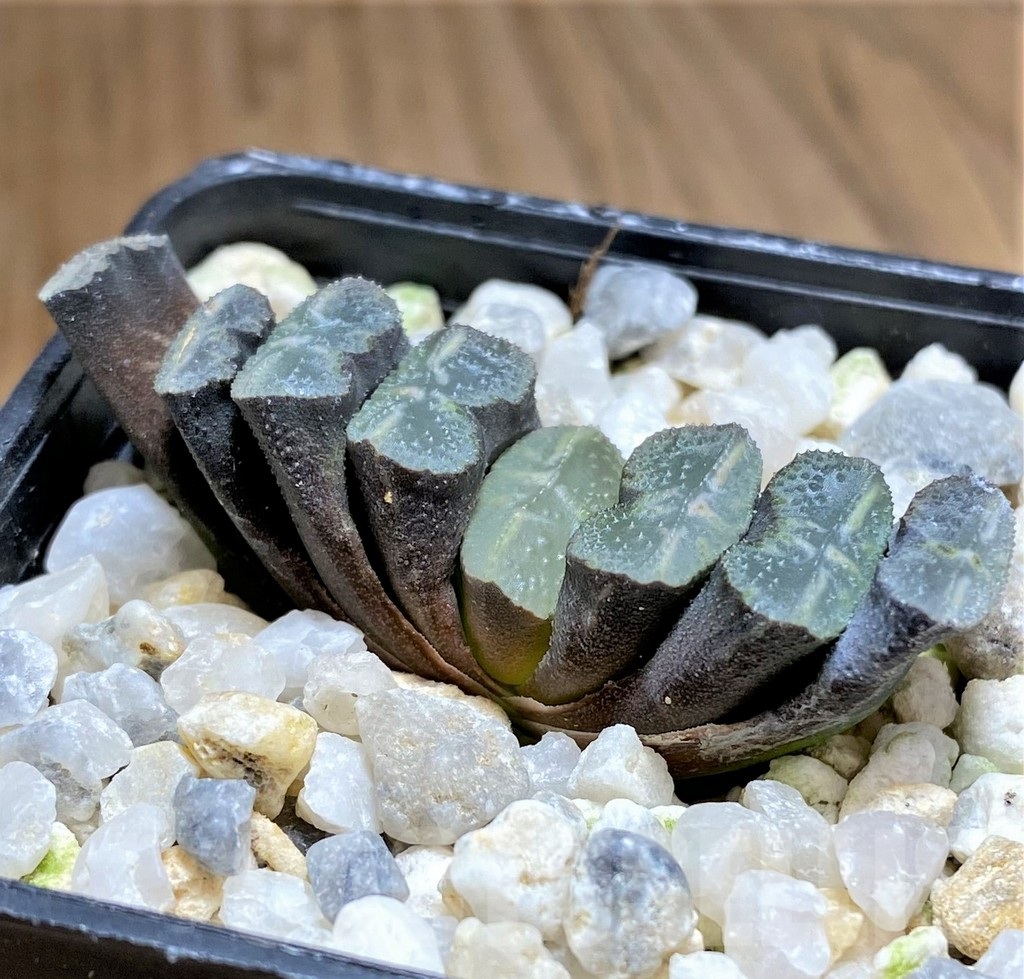 SHPR31172 Haworthia truncata -Japan- - immagine 3