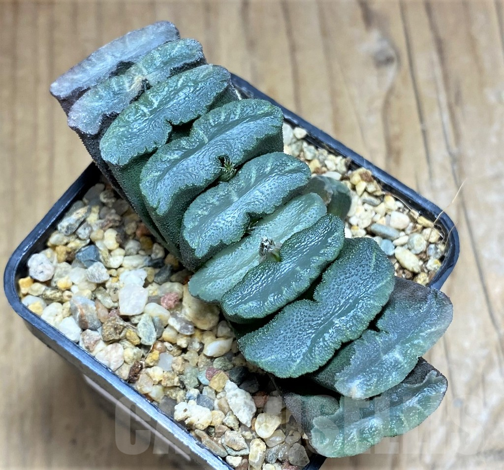 SHPR31173 Haworthia truncata - Image 2