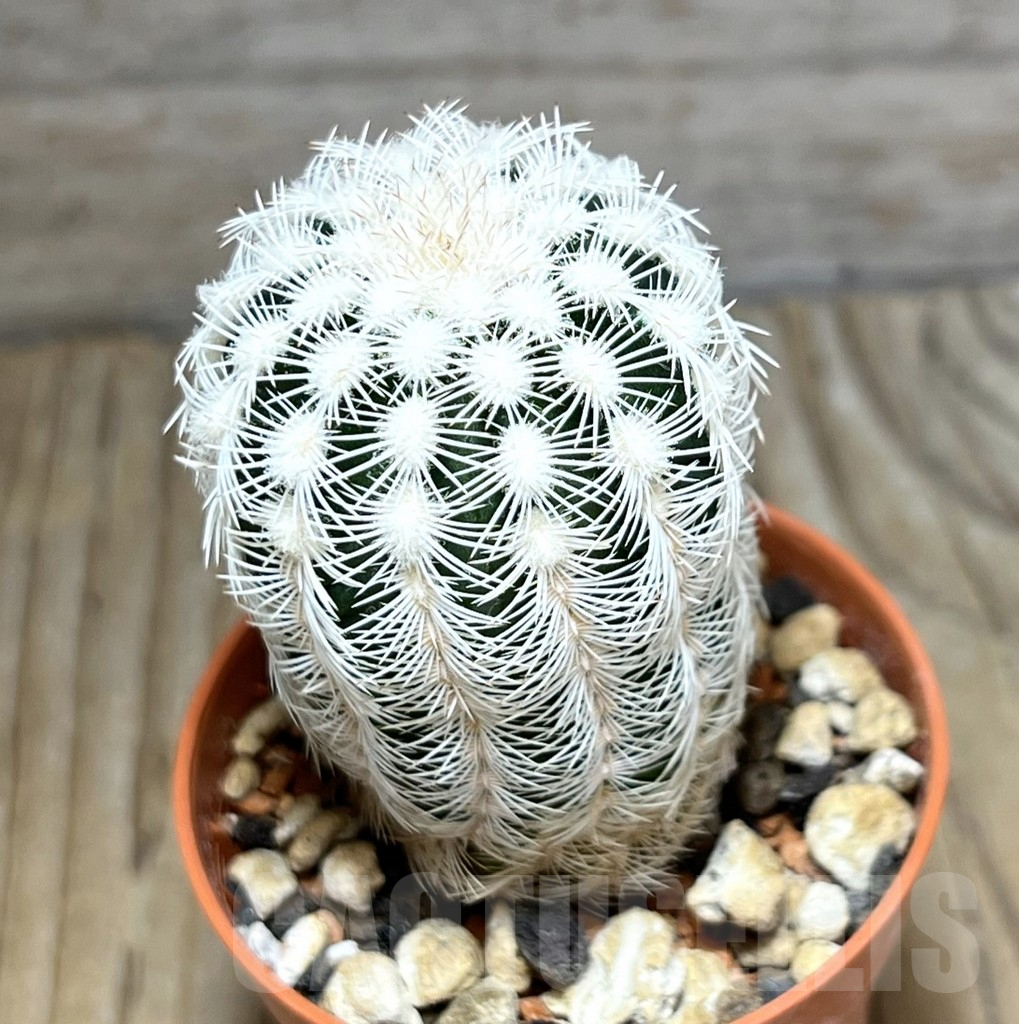 SHPR30567 Echinocereus reichenbachii v. albispinus